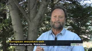 Trees with Don Leopold - European mountain-ash