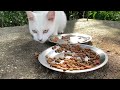 野良猫動画　残暑続く山奥で猫ちゃん達が朝ごはんを食べる