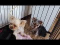 まるまる三姉弟。広いお部屋にお引っ越し【ヨークシャーテリア専門犬舎チャオカーネ】