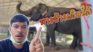 หางช้างของแท้กับของปลอม The real elephant's tail and the fake [FADSIAM]