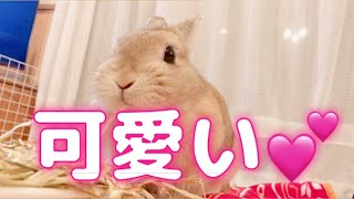 可愛いうさぎ🐰 No36はなちゃんとの日々