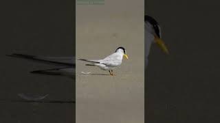 How a Least Tern Achieves Perfection: Preening in Action! #shorts