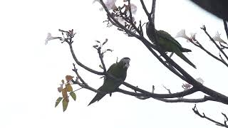 Maritacas comendo flores no Ipê Rosa