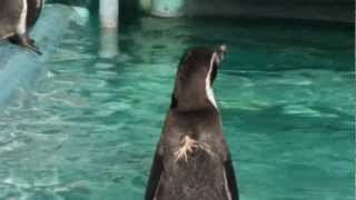 cute penguins ペンギンたちの優雅なひととき