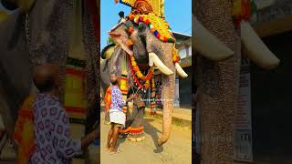 പുതുപ്പള്ളി സാധു || പറപ്പൂക്കാവ്  പൂരം 2024 || #viral #trending #2024 #elephant #pooram #festival