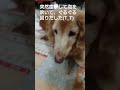 【ポン太18歳の日常】＃ミニチュアダックスフンド＃ポン太18歳＃シニア犬＃老犬＃dog