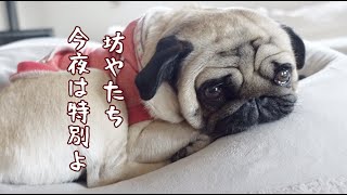 大人になったぷぅの本気のセクシーショット解禁します。パグ犬ぷぅPug