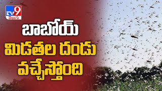 బాబోయ్ మిడతలు... ఢిల్లీ సమీపంలో మిడతల దండు - TV9