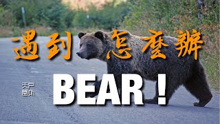 Encounter a Bear? 遇到熊怎么办 - 户外天堂 #徒步 #hiking #outdoor