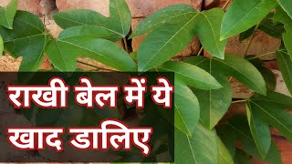 राखी बेल के लिए बहुत ही असरदार खाद/Fertilizer for passionflower/Rakhi Bel