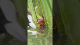 Baby Coot Chick Hidden Until Feeding Time #shorts