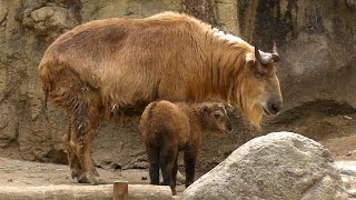 ゴールデンターキンの赤ちゃん「フク」Golden Takin Baby