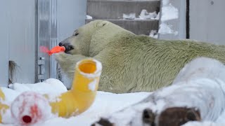 2024 12 22 円山動物園 リラ