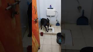 Rottweiler Dog 7 Month old potty Training !! Rottweiler Dog !! Rottweiler Puppy !! Rottweiler