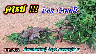 คารม เรียกเจ้าพุทโธ | ต่อนกเขาใหญ่ ป่าสูง ทองผาภูมิ  EP.265