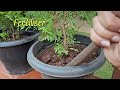 thuja plant തൂജ പ്ലാൻറ് decorative plant thuja care and propagation malayalam