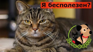 Какая польза от кошки для человека?