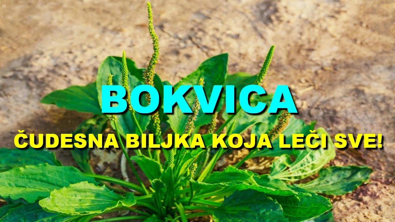 BOKVICA - ČUDESNA BILJKA KOJA LEČI SVE! - YouTube