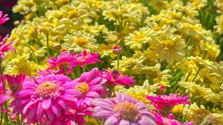 Marguerite daisy (Argyranthemum frutescens)