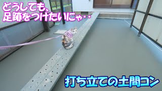 どうしても打ち立ての土間コンの上に記念の足跡を残したい三毛猫ネコ吉