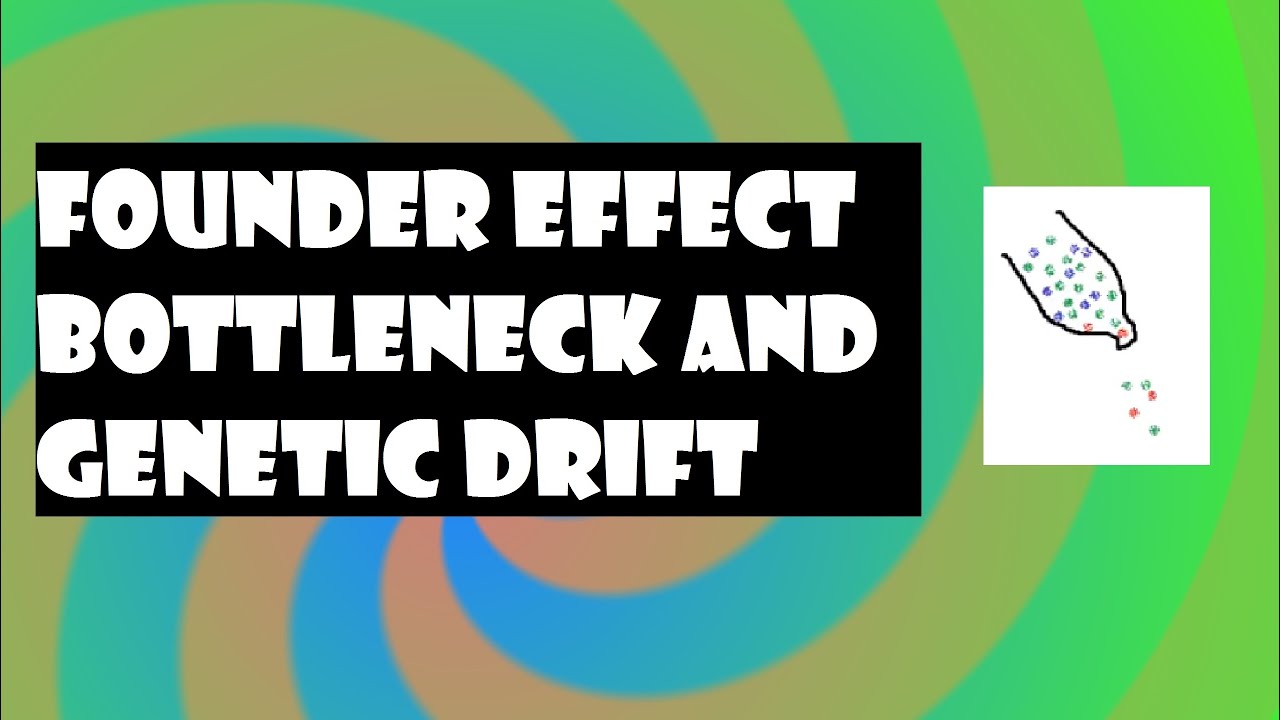 Founder Effect Bottleneck And Genetic Drift - YouTube