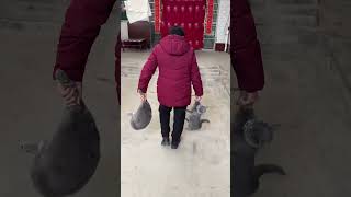 奶奶家的猫哈哈哈哈哈哈哈哈 #老人养的猫为什么都很乖