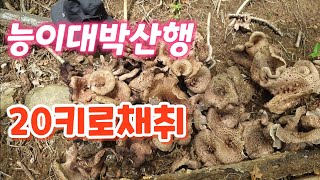 [고산식물 TV] ((2부))능이밭 만나 능이 20키로 대박산행 ~진정한 대박산행~^^