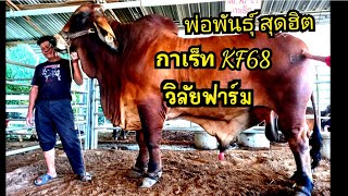 พ่อพันธุ์ เจ้ากาเร็ทKF68 ใหญ่ หนา ลึก