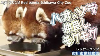 ハオ\u0026ソラ 仲良し モグモグ 市川市動植物園(レッサーパンダ)Red panda Ichikawa City Zoo