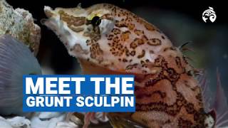 Meet the Grunt Sculpin | Ocean Wise