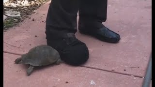 Tortoise vs. Shoe