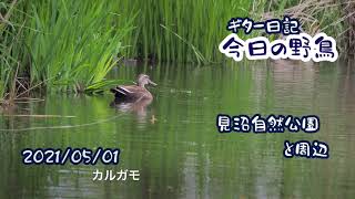 ギター日記　今日の野鳥　・　見沼自然公園と周辺　2021年5月1日