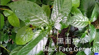 My Garden (3) -黑面将军 Strobilanthes Cripus/Black Face General