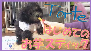 【生後3ヶ月】愛犬Torteはじめてのお芋ステック ☆最後おまけあり（トイプードルのTorte channel)【トイプードルの子犬】