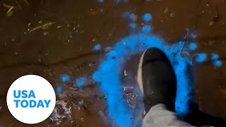 Man discovers bioluminescent mud while exploring creek | USA TODAY