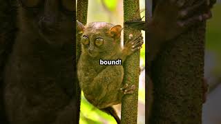 Tarsier:  The Cutest Night Hunter! #Tarsier #AnimalLovers #Wildlife #NatureDocumentary #CuteAnimals