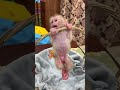 Very Beautifull Baby Sangha Playing