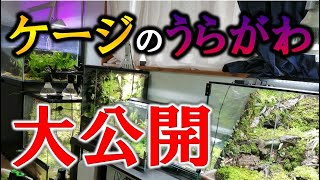 【汚注意】本当は見せたくない！我が家のパルダリウムの裏側について【ビバリウム,paludarium vivarium】