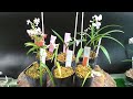 Ｃｌｏｓｓｉｎｇ parentｓ of the orchis graminifolia　ウチョウランの交配親