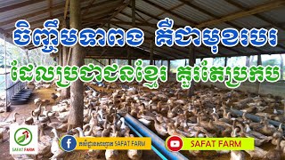 ចិញ្ចឹមទា គឺជាមុខរបរដែលប្រជាជនខ្មែរ គួរតែប្រកប