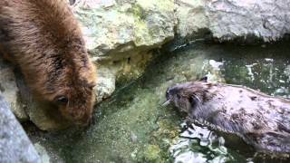 泳ぐビーバーのゆずとやまもも(のいち動物公園)