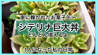 [多肉植物]お菓子缶葉挿しっ子シテリナで巨大丼^_^1人になった私の戯言