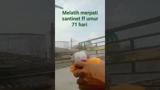 melatih merpati santinet ff umur 71hr #merpatisantinet #merpatiff #merpatifreeflight #merpatifreefly