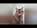 sad cat meows for pets 😭 the best of guang dang