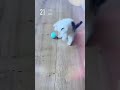 Bola interactiva para gatos, juguete interactivo electrónico para gatos, BOLA MÁGICA