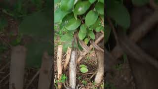 புதிதாக நட்டு வைத்த கொய்யா செடி|Newly planted guava plant