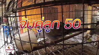 ลูกผสม50 ปะทะ ป่าร้อย เพาะนกเขาใหญ่