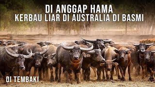 Ketika Kerbau NTT jadi Hama di alam liar Australia, di habisi masal