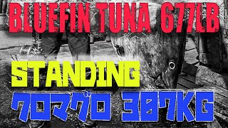 壮絶！スタンディングファイト307kg巨大クロマグロフィッシング   680LB Bluefin Tuna was caught  by standing fight fishing !