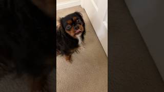 cute dog excitedly dances when she is about to be set free after her shower